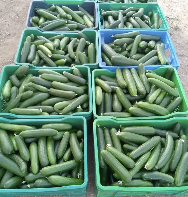 Crates of freshly picked baby cucumbers