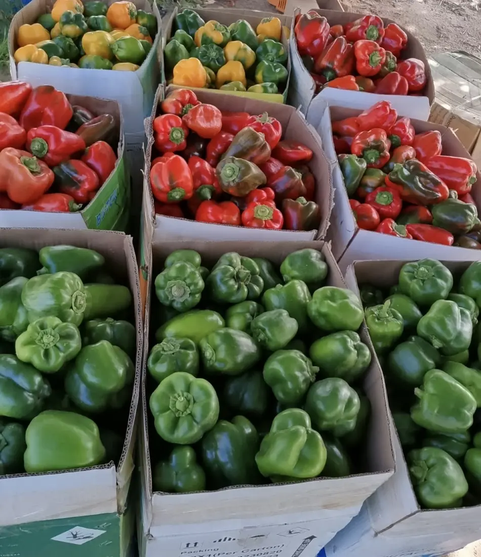 Boxes of freshly picked red, yellow and green bell peppers