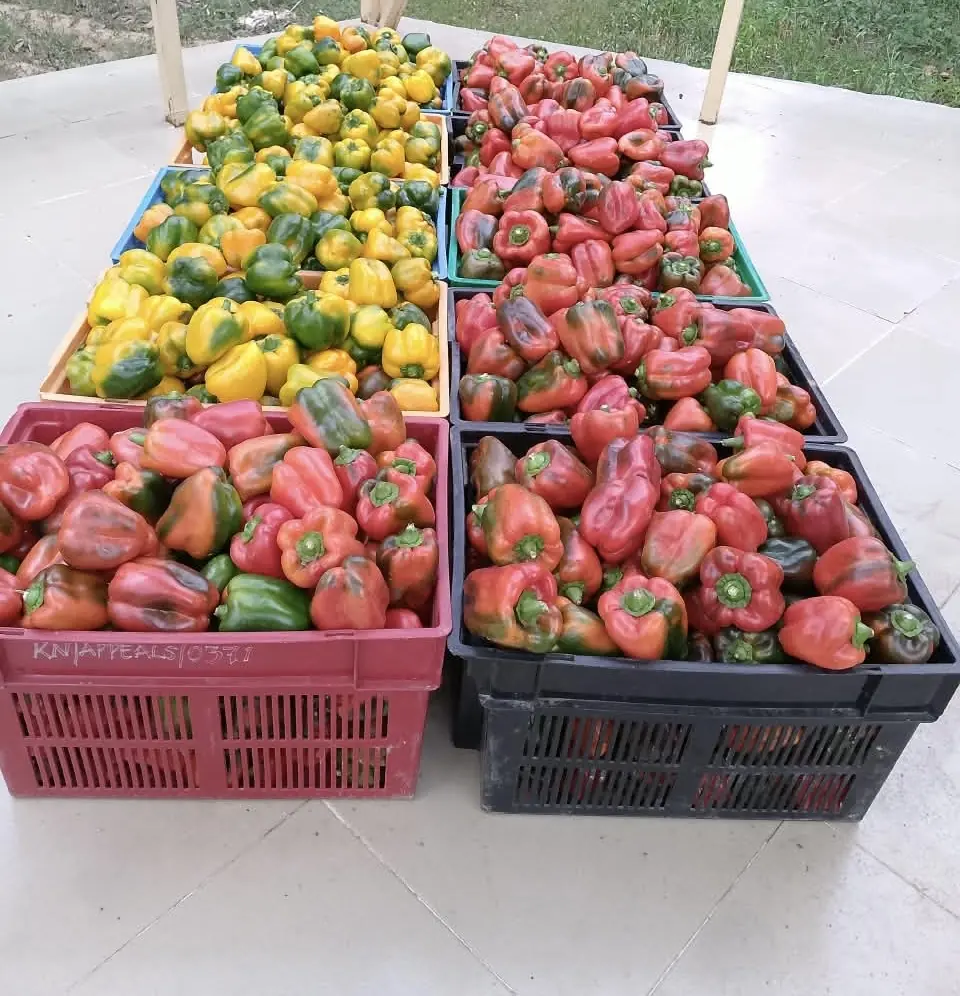 Crates of freshly picked red, yellow and green bell peppers