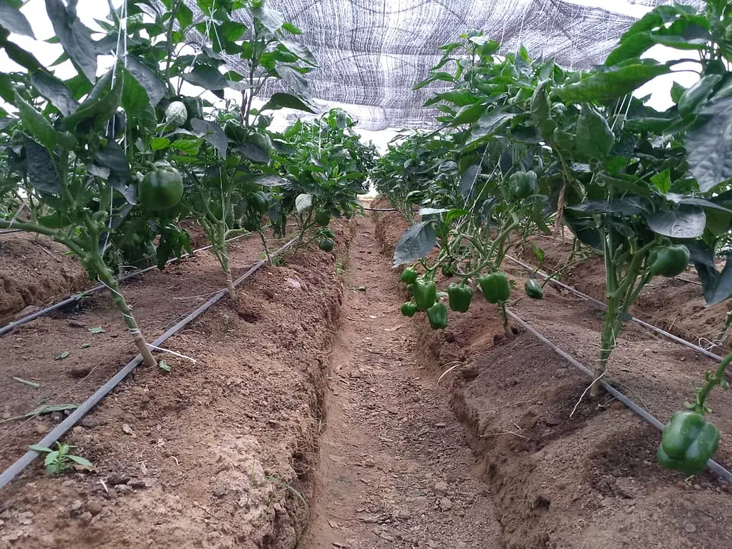 Green bell pepper plants growing in rows on the farm